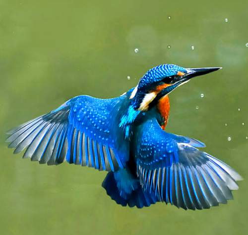 Common Kingfisher